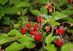 Vůně do svíček 10ml Lesní jahoda 