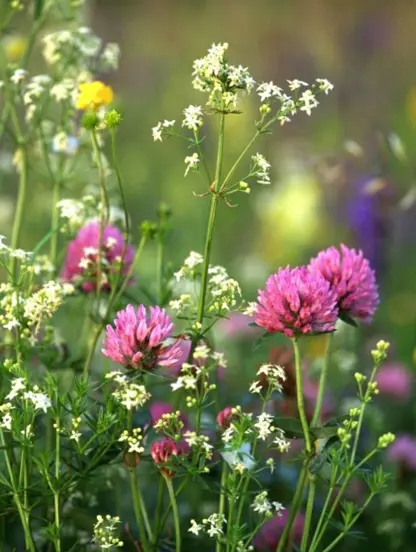  Letní louka – kurz olejomalby (2 lekce 6.08-13.08) 